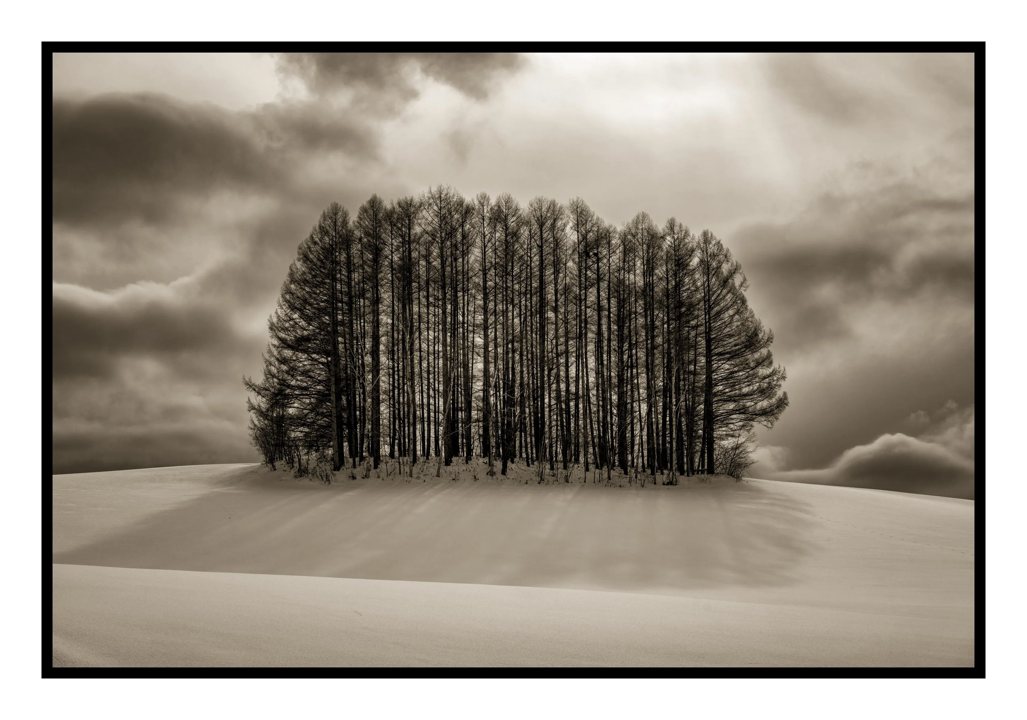 Backlit Pines, Hokkaido, Japan