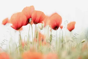 Light Poppies